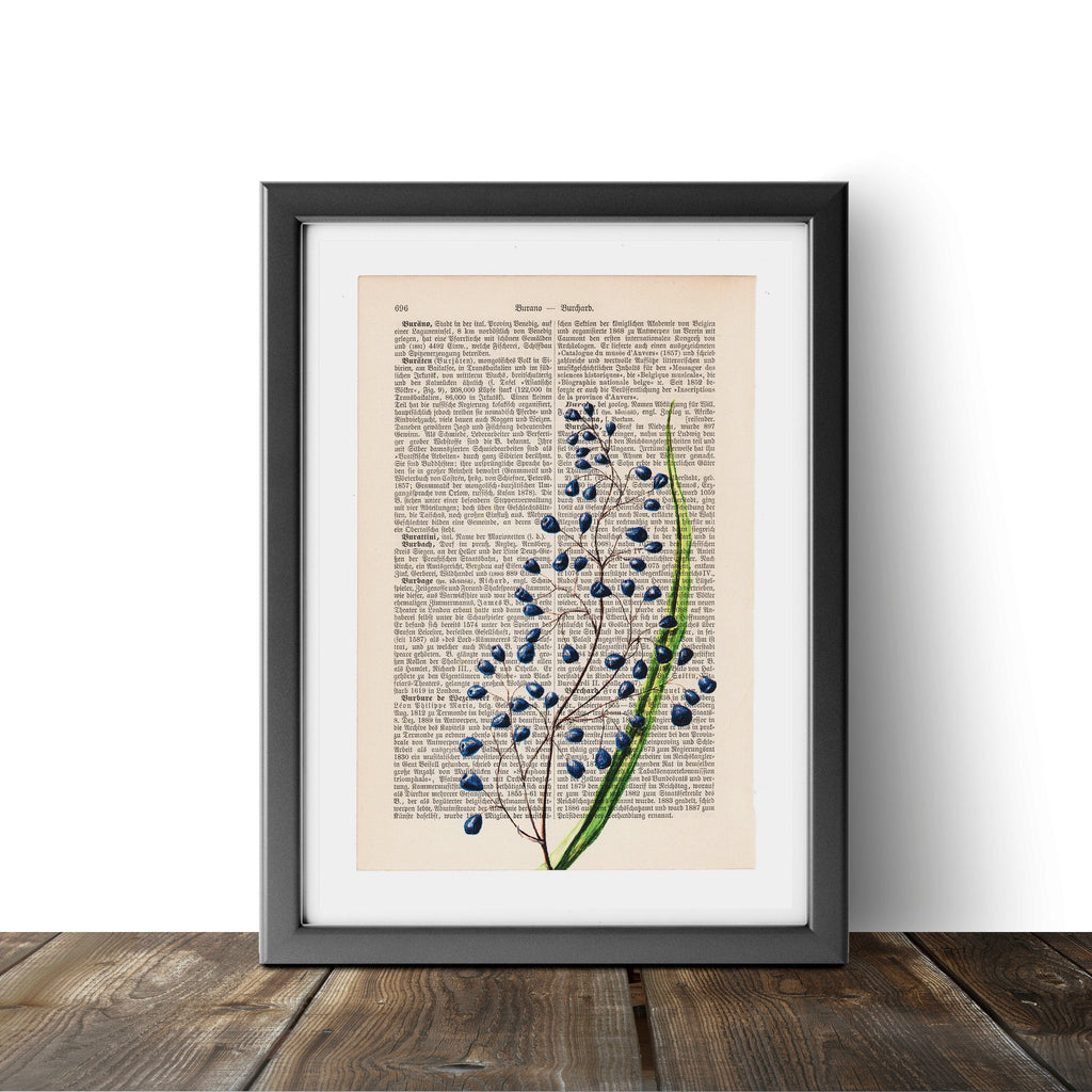 Dianella intermedia - Flower - Art on Words