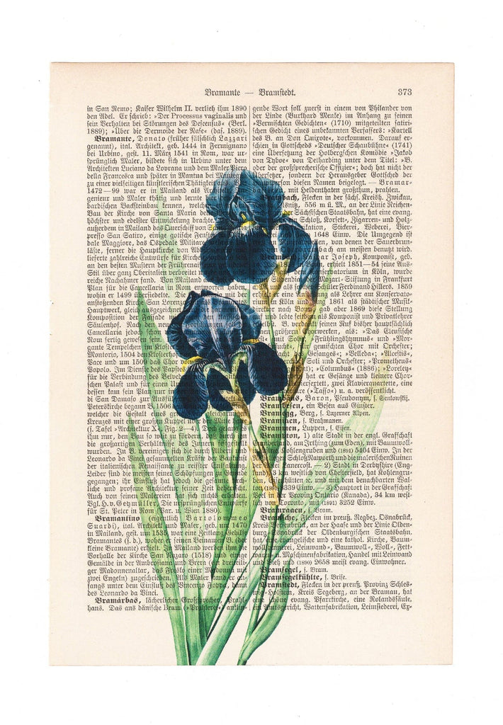 Iris - Flower - Art on Words