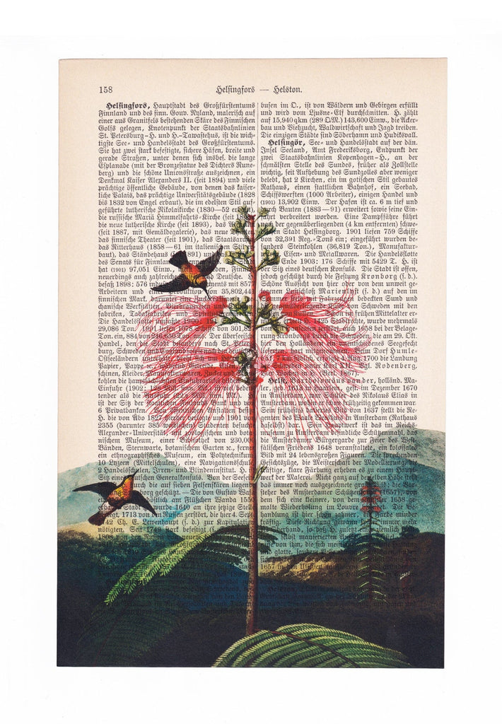 Large Flowering Sensitive Plant - Robert John Thornton - Art on Words