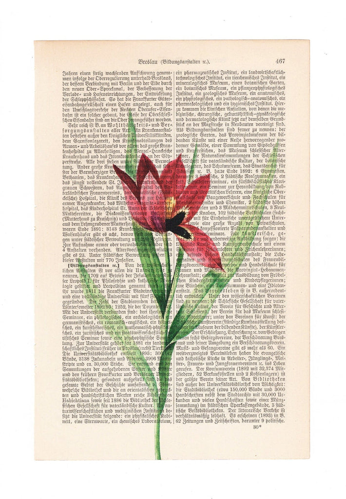 Red Tulip - Flower - Art on Words