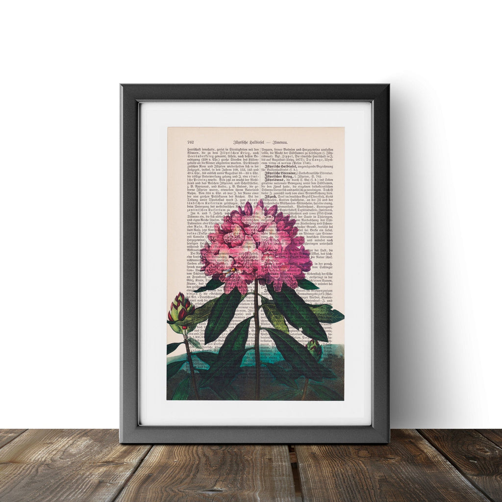 The Pontic Rhododendron - Robert John Thornton - Art on Words