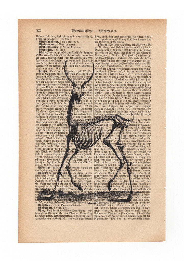 Deer's skeleton - Art on Words