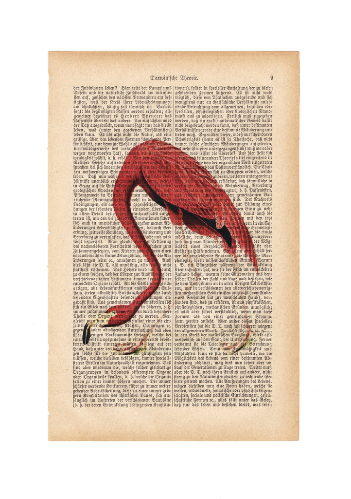 Flamingo - Art on Words