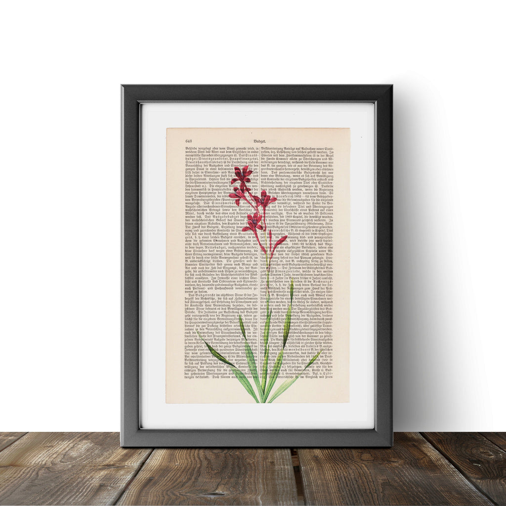 Gladiolus - Flower - Art on Words